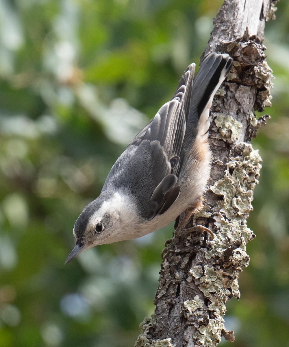 White-breasted Nuthatch - ML619659275
