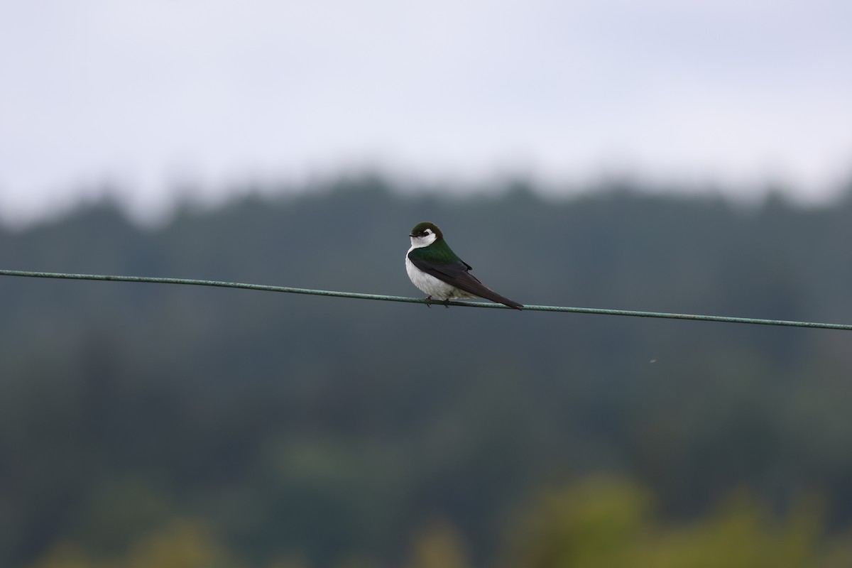 Violet-green Swallow - ML619659289