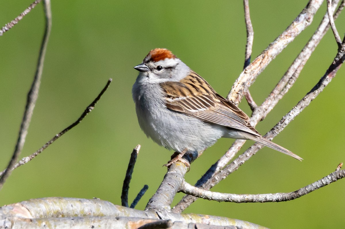 Chipping Sparrow - ML619659335