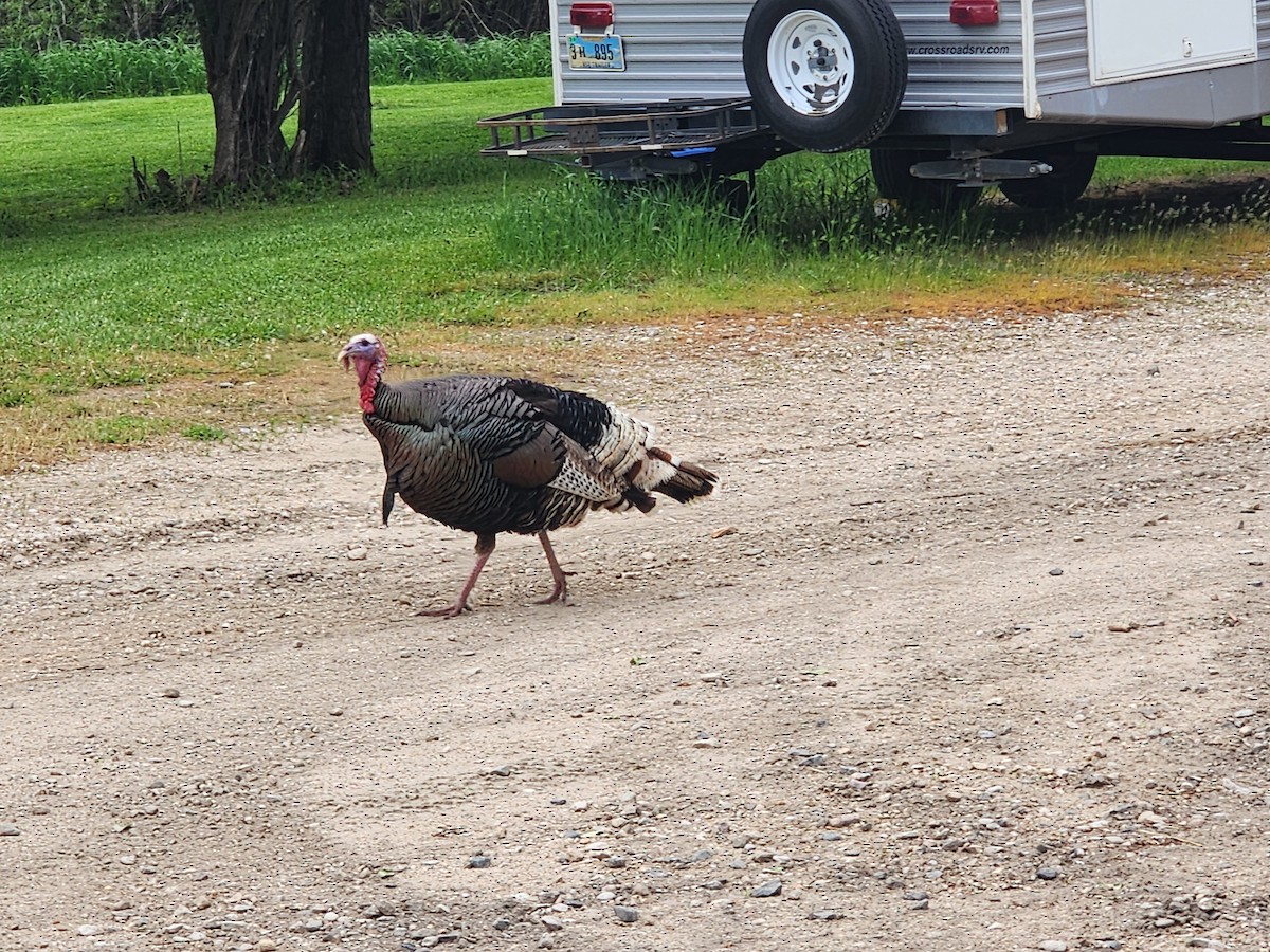 Guajolote Gallipavo - ML619659355