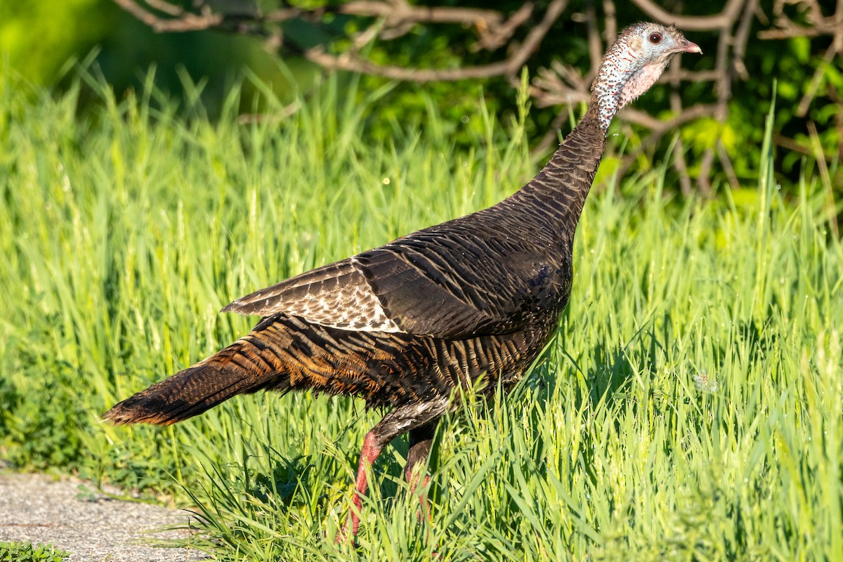 Wild Turkey - ML619659376