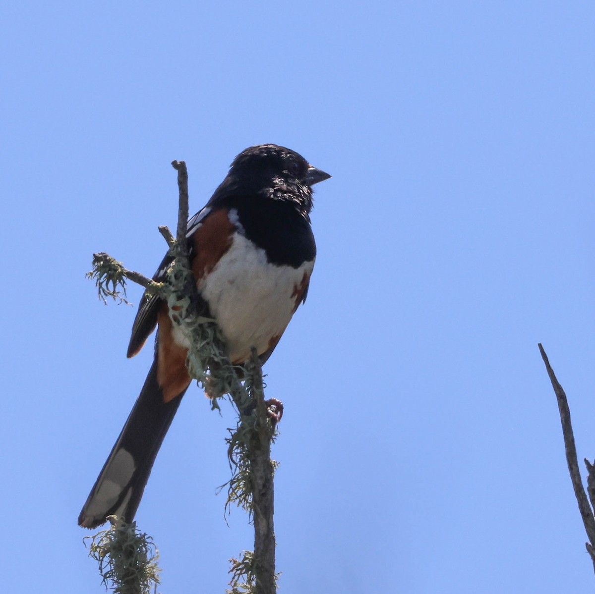 Spotted Towhee - ML619659509