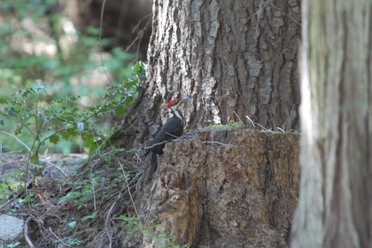 Pileated Woodpecker - ML619659510