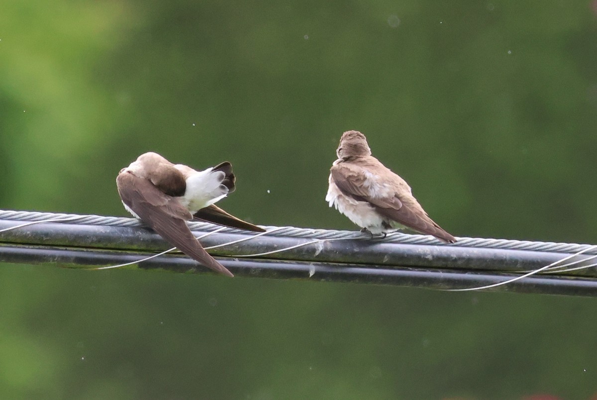 Northern Rough-winged Swallow - ML619659526