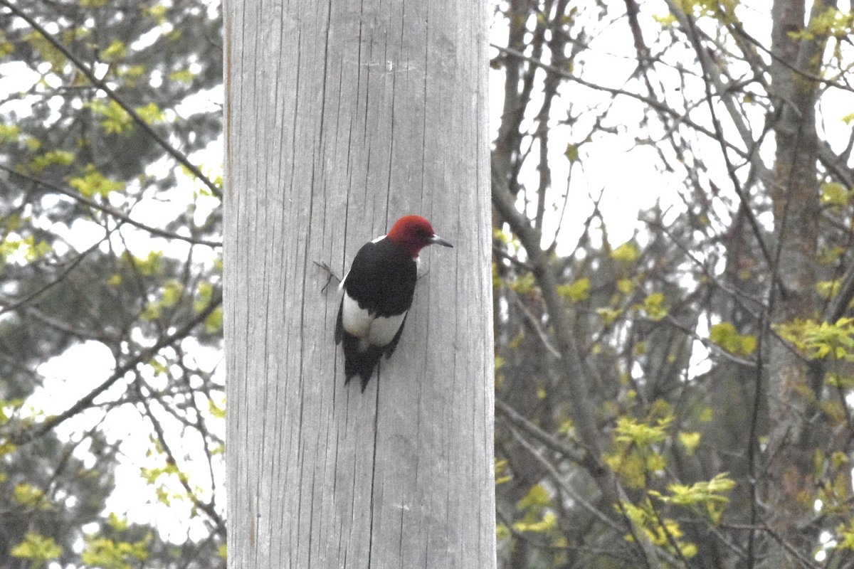 Red-headed Woodpecker - ML619659548