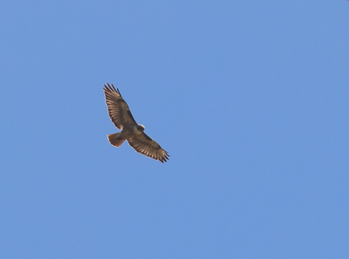 Red-tailed Hawk - ML619659553
