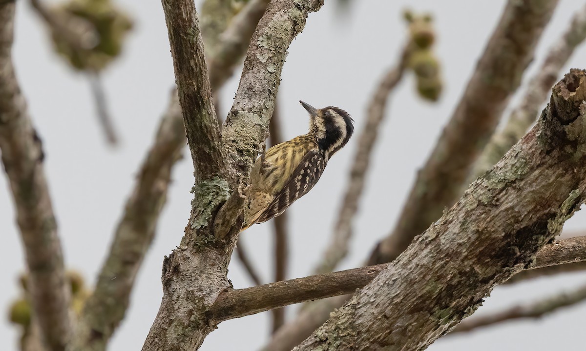 Philippine Pygmy Woodpecker - ML619659563