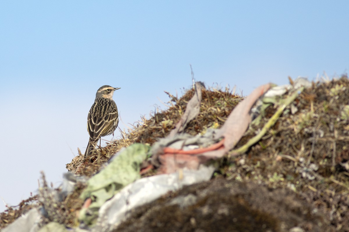 Rosy Pipit - ML619659594