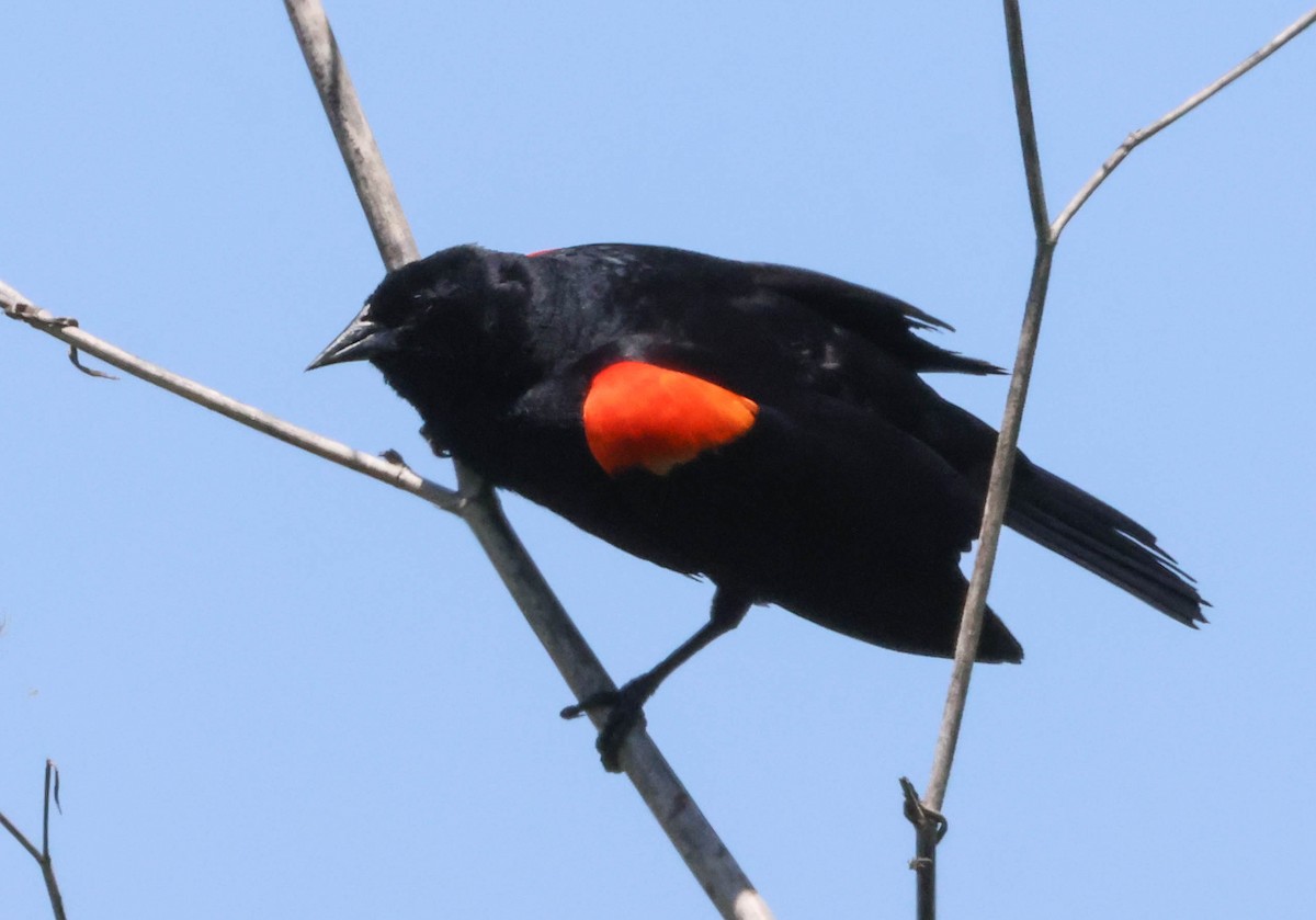 Red-winged Blackbird - ML619659613