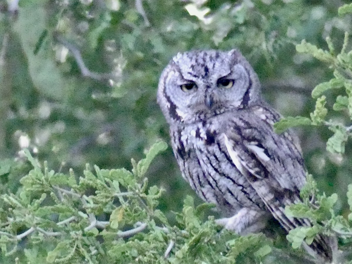 Western Screech-Owl - ML619659630