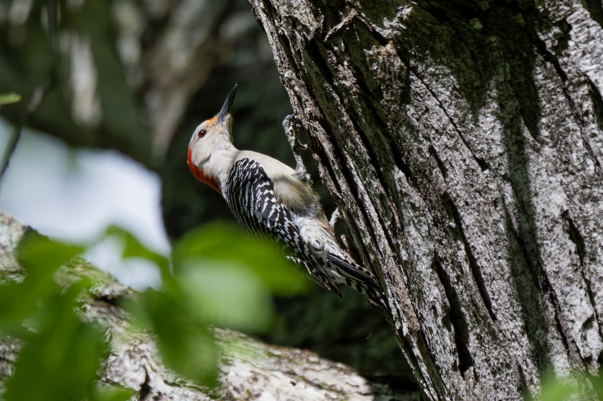 Red-bellied Woodpecker - ML619659648