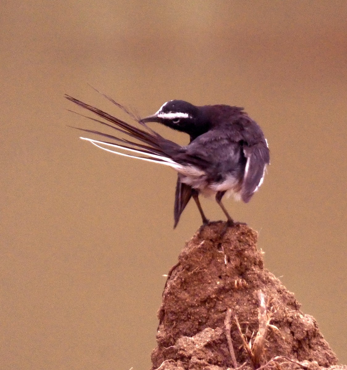 White-browed Wagtail - ML619659668