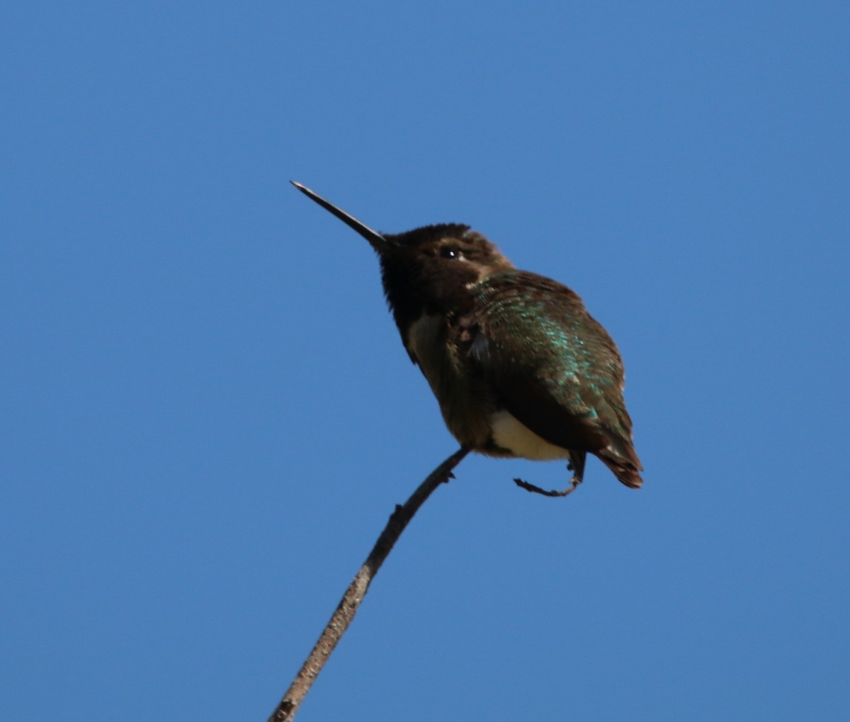 Anna's Hummingbird - ML619659704