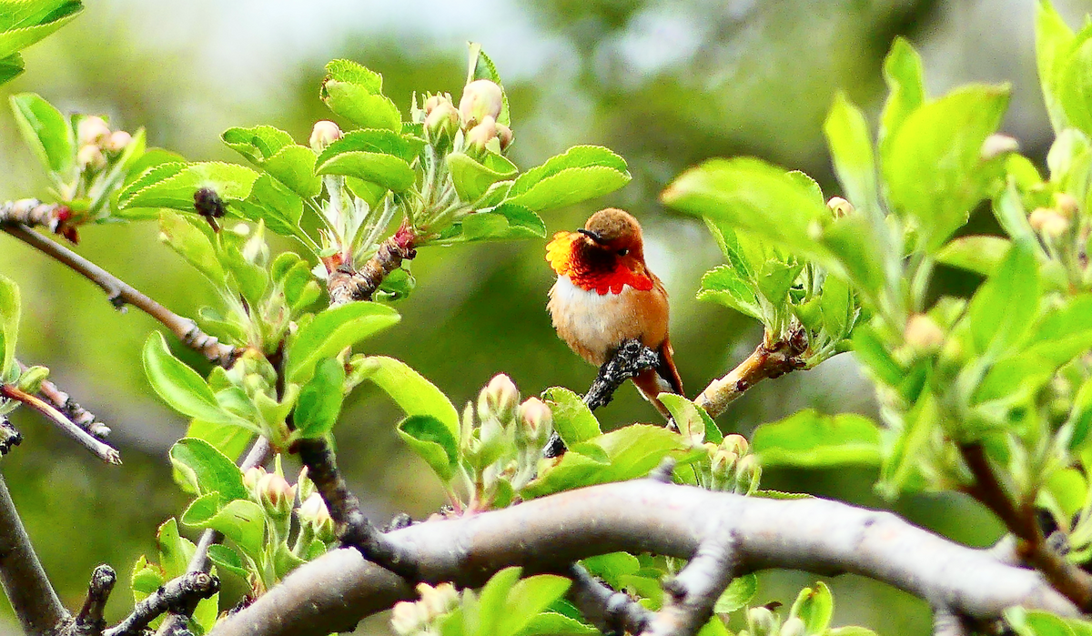 Rufous Hummingbird - ML619659733