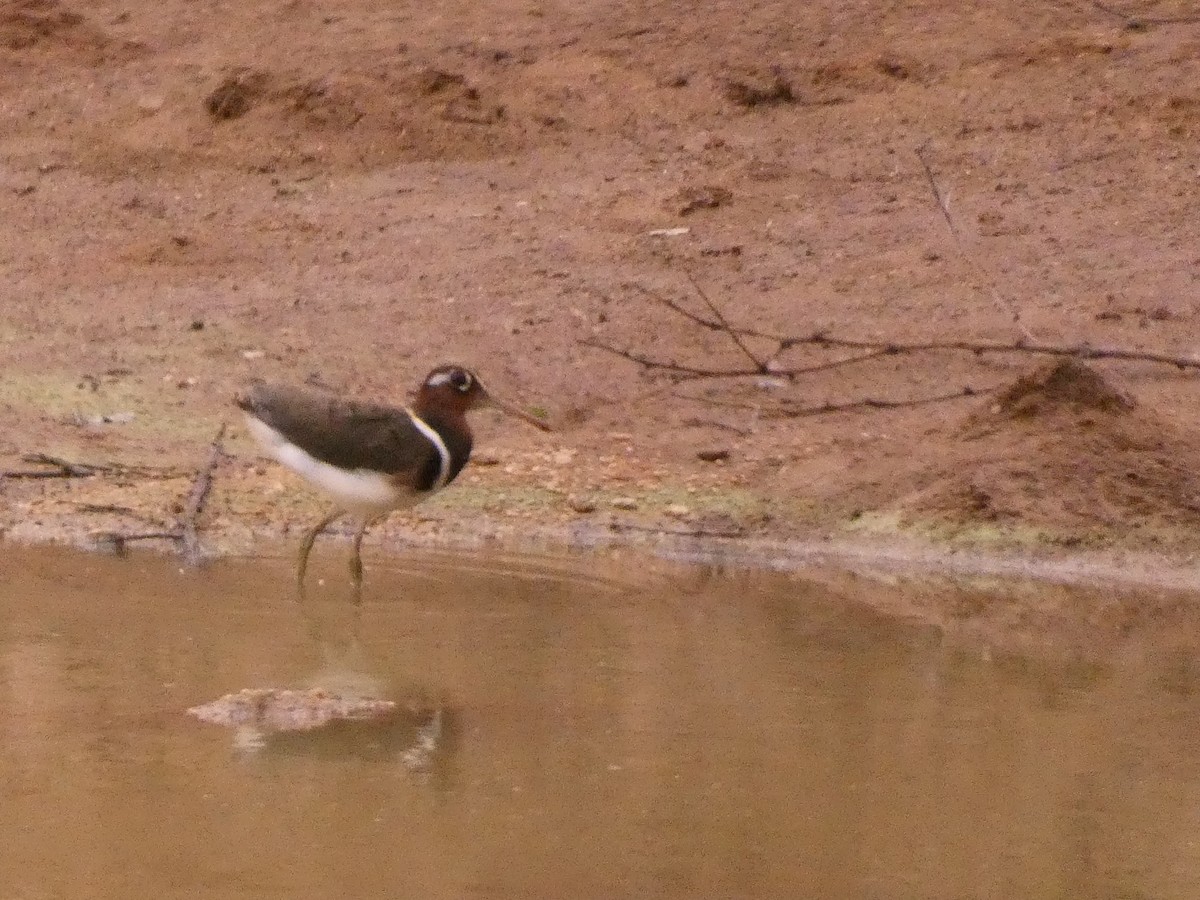 Greater Painted-Snipe - ML619659751