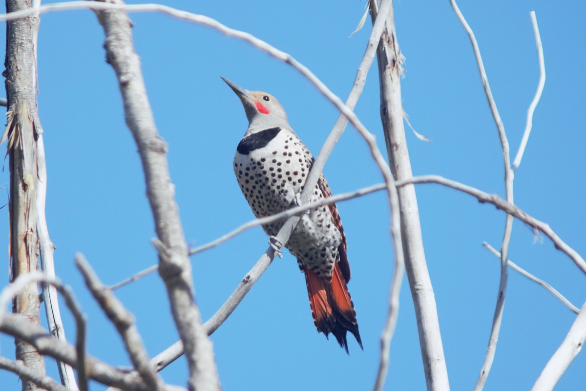 Northern Flicker (Red-shafted) - ML619659866