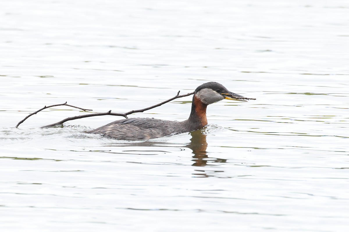 Red-necked Grebe - ML619659888