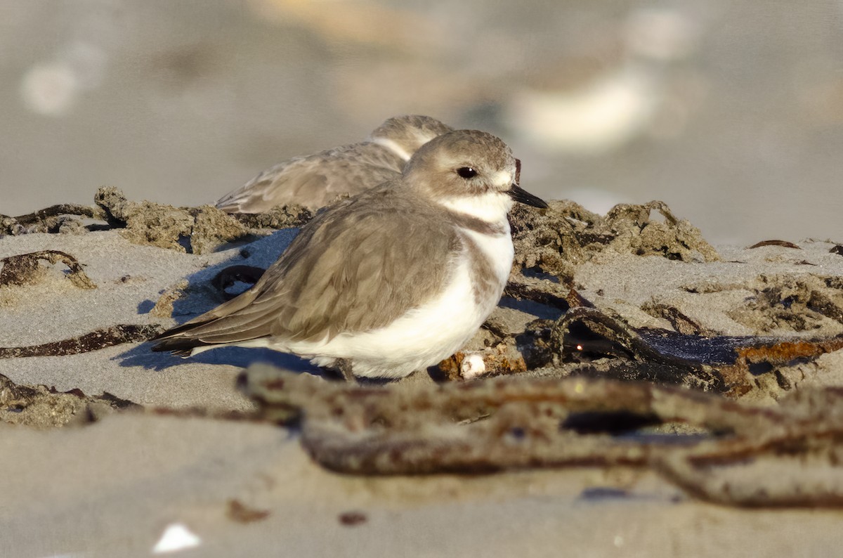 Two-banded Plover - ML619659898