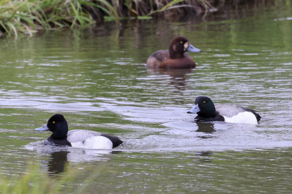Greater Scaup - ML619659933