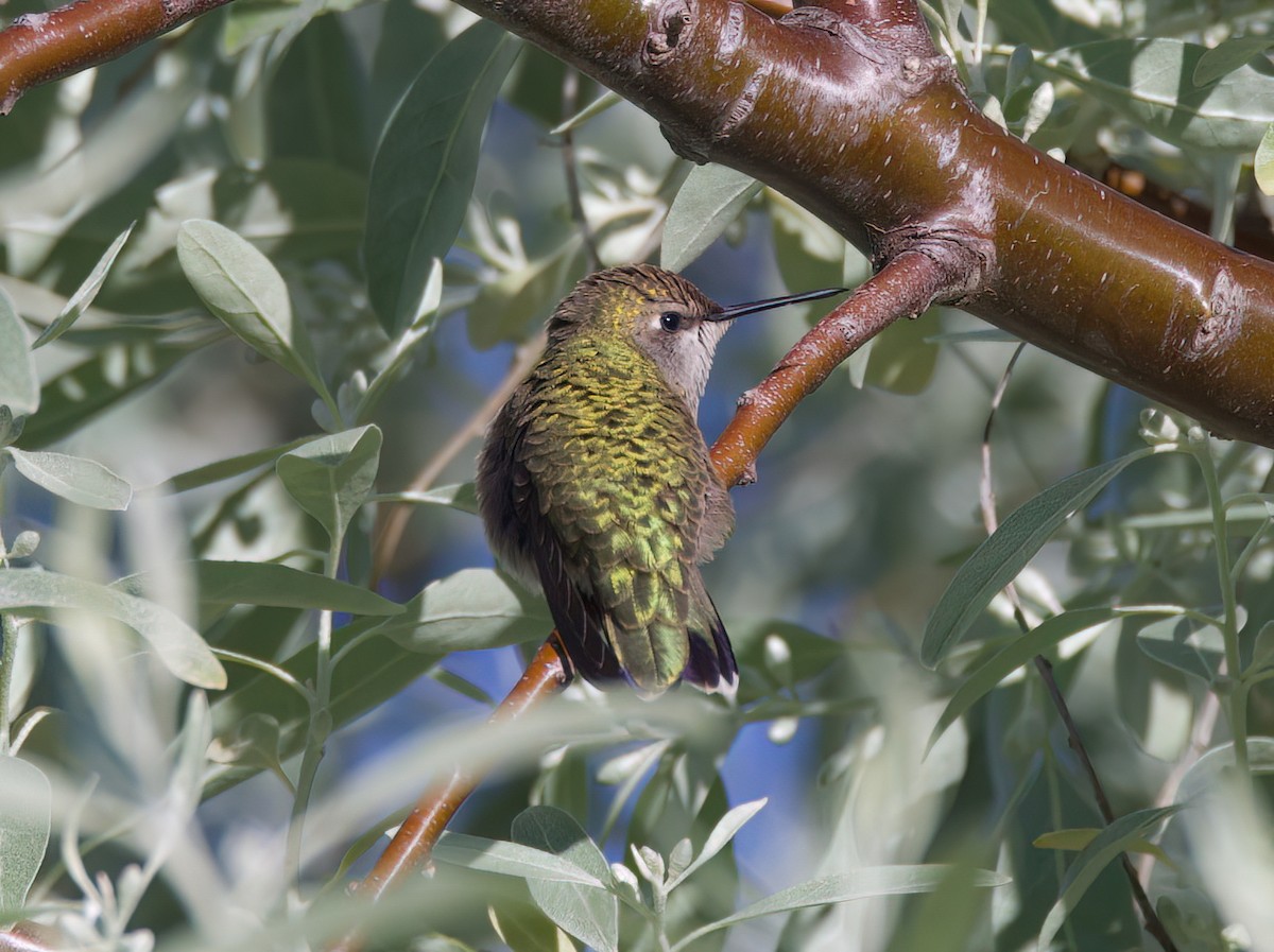 Calliope Hummingbird - ML619659961