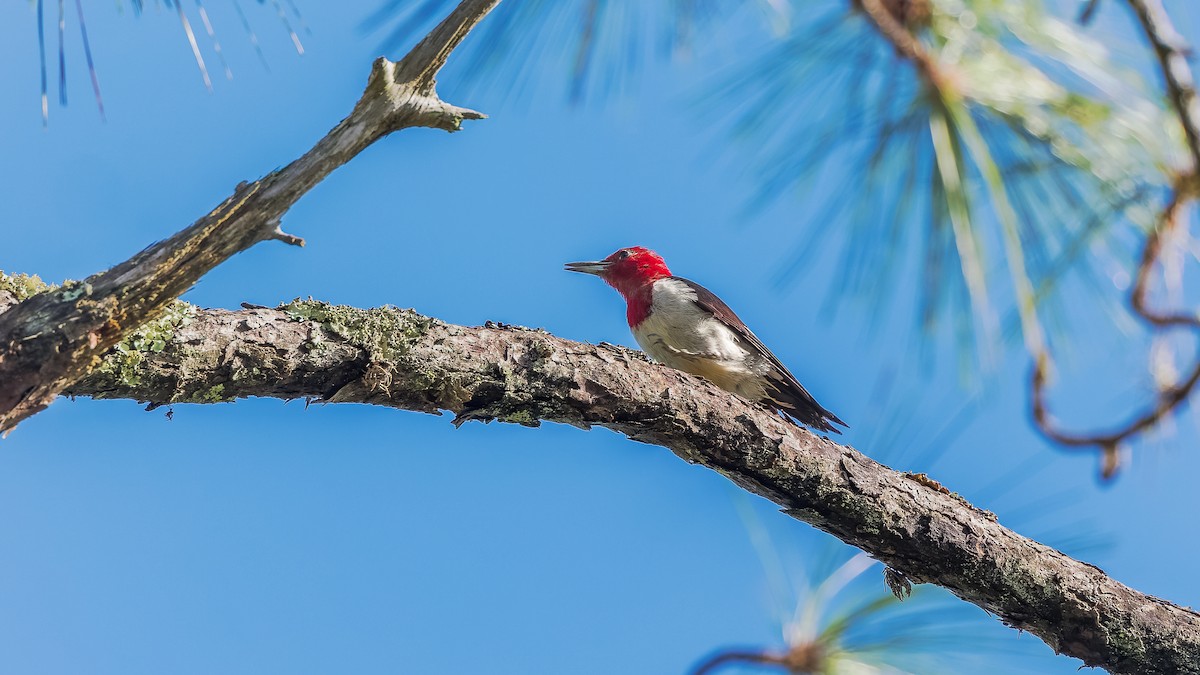 Red-headed Woodpecker - ML619660143
