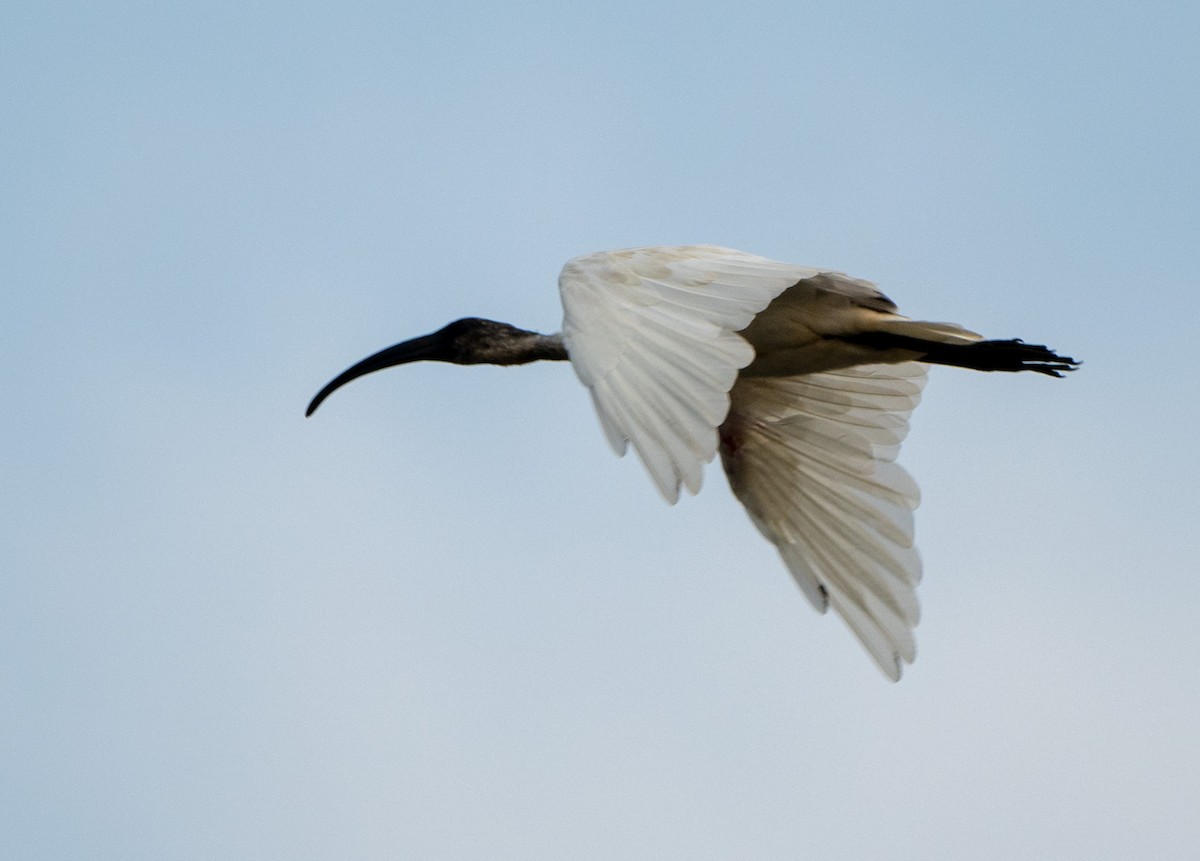 ibis černohlavý - ML619660224