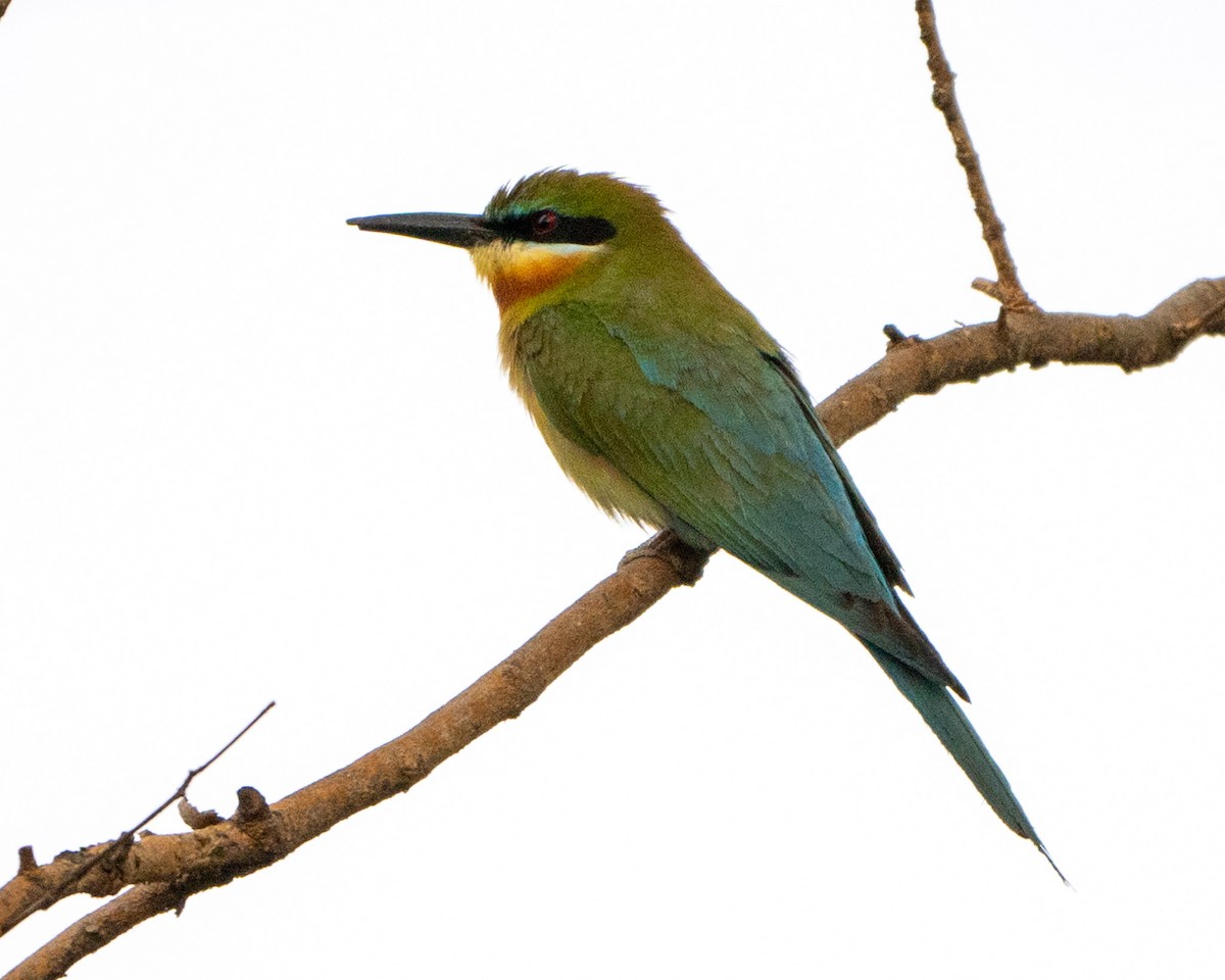 Blue-tailed Bee-eater - ML619660232