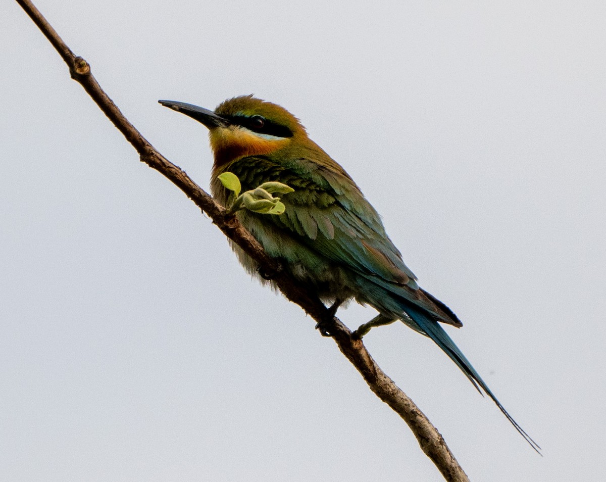 Blue-tailed Bee-eater - ML619660233
