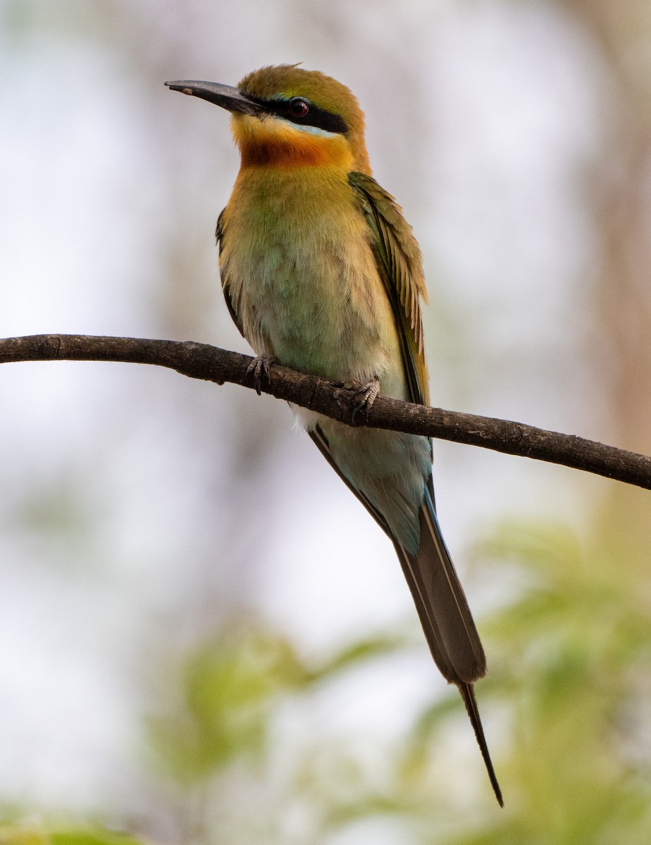 Blue-tailed Bee-eater - ML619660234