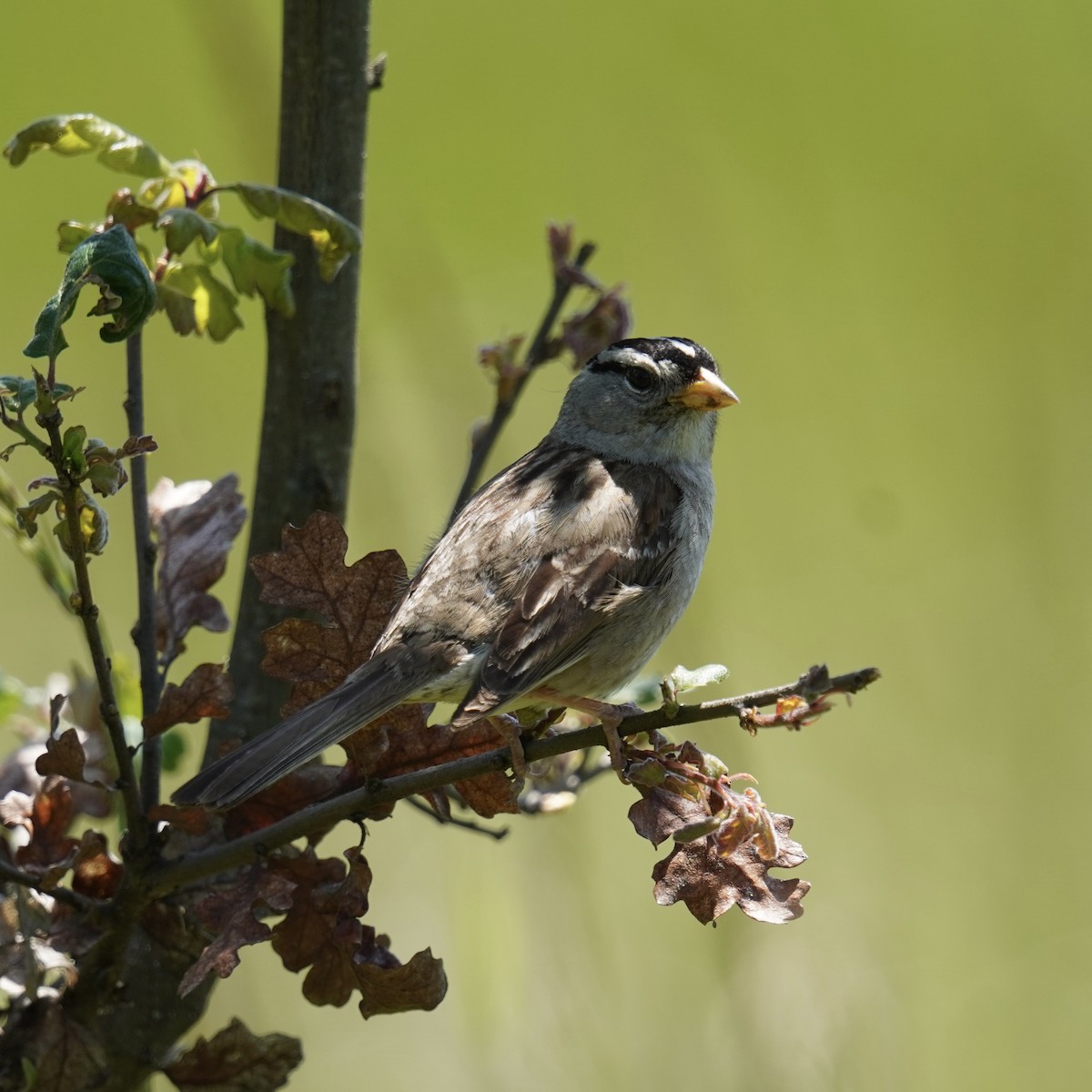 White-crowned Sparrow - ML619660246