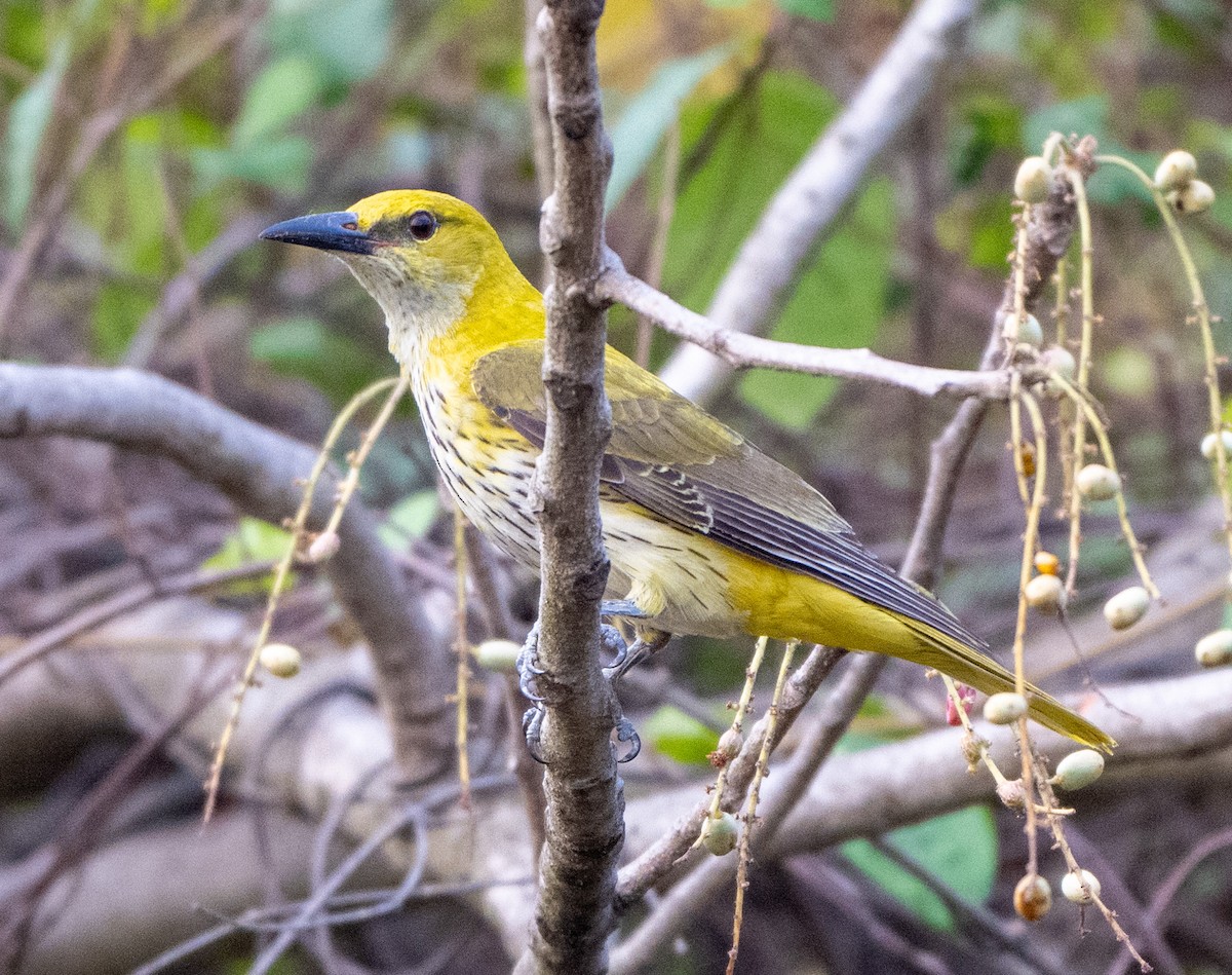 Indian Golden Oriole - ML619660254