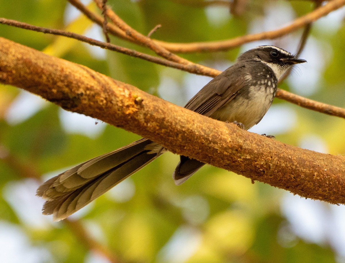 Spot-breasted Fantail - ML619660289
