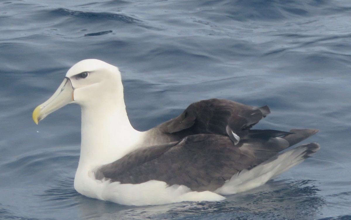 Albatros à cape blanche - ML619660299