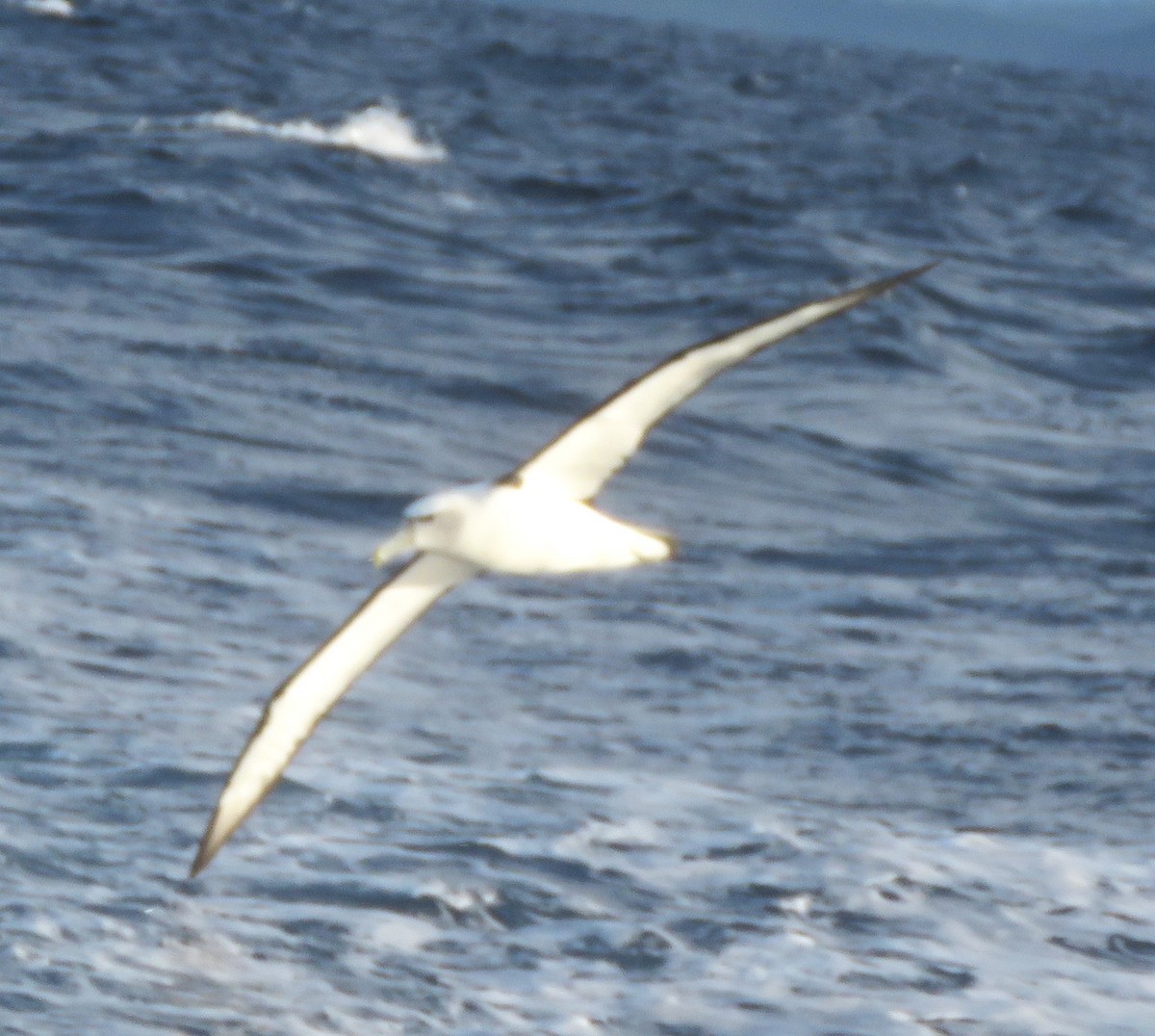 Albatros à cape blanche - ML619660305