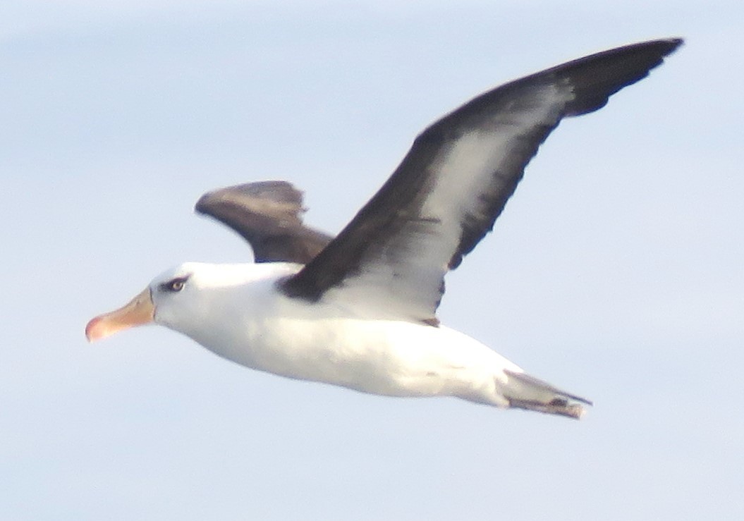 Чернобровый альбатрос (impavida) - ML619660308
