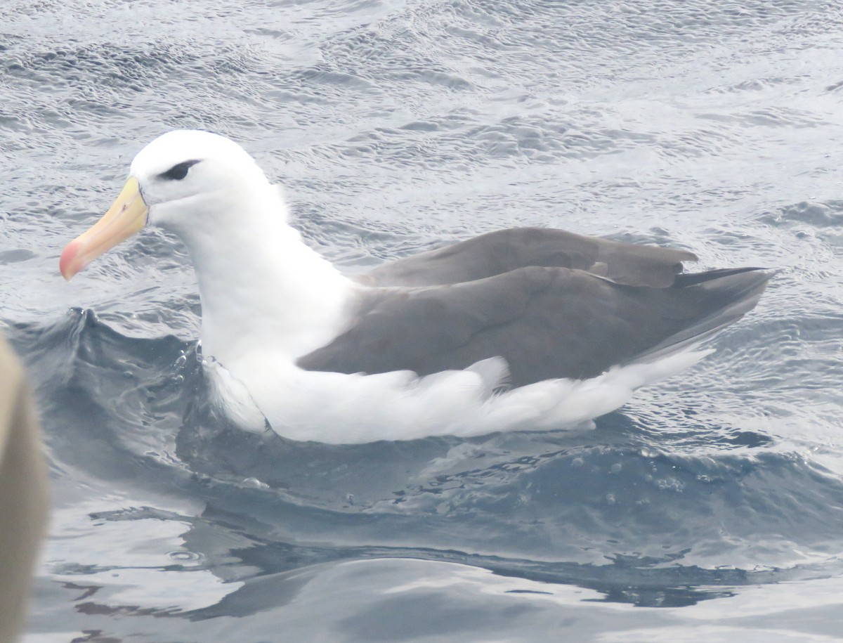 Чернобровый альбатрос - ML619660312
