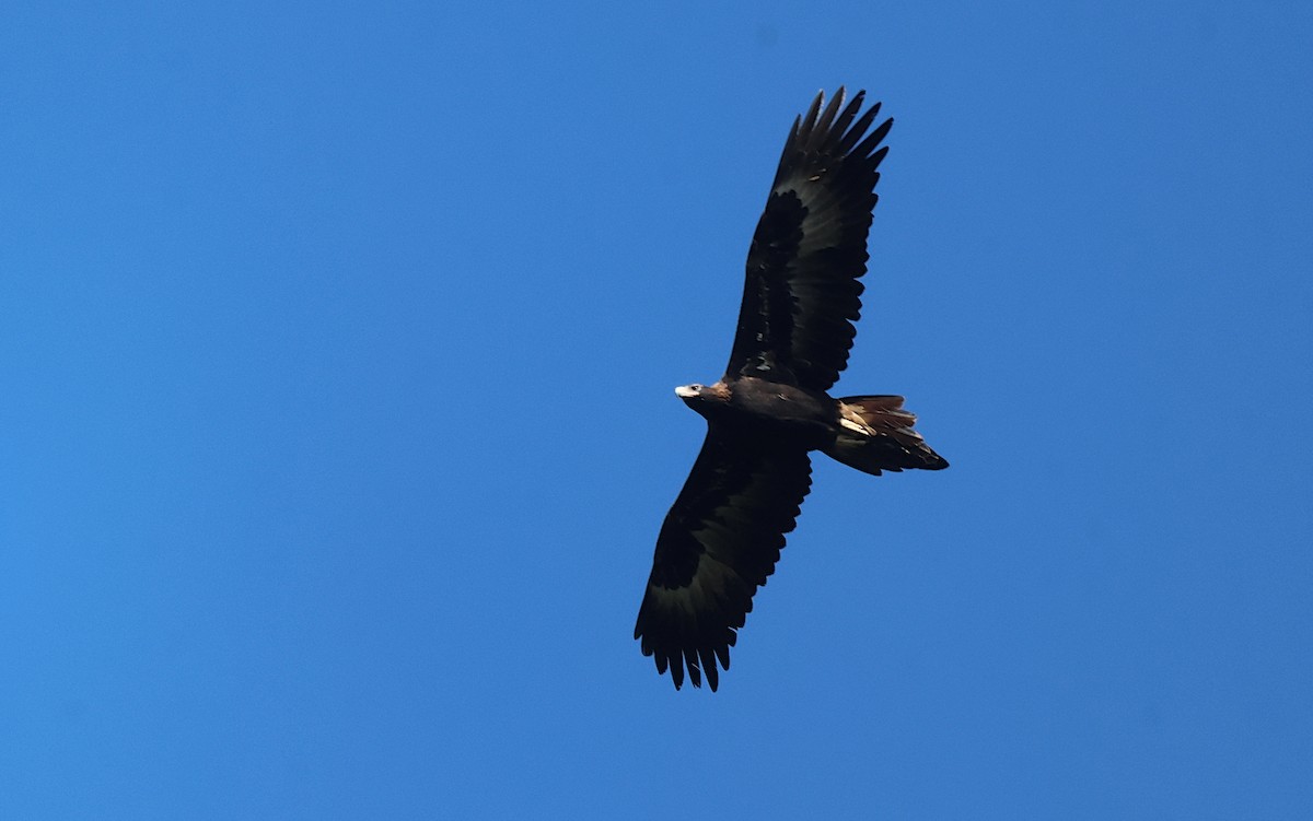 Wedge-tailed Eagle - ML619660313