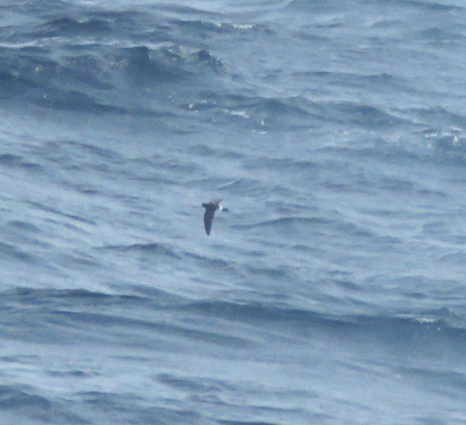 黃蹼洋海燕 - ML619660315