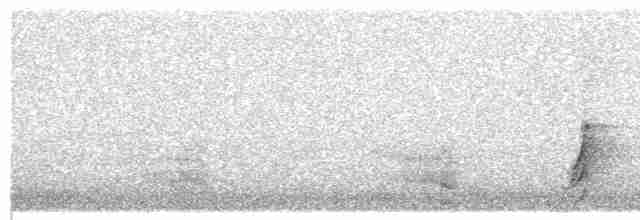 斑胸秧雞 - ML619660422