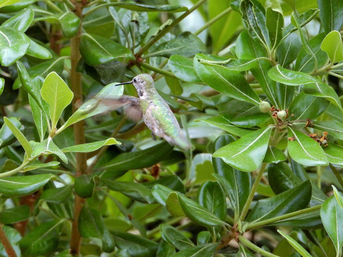 Anna's Hummingbird - ML619660431