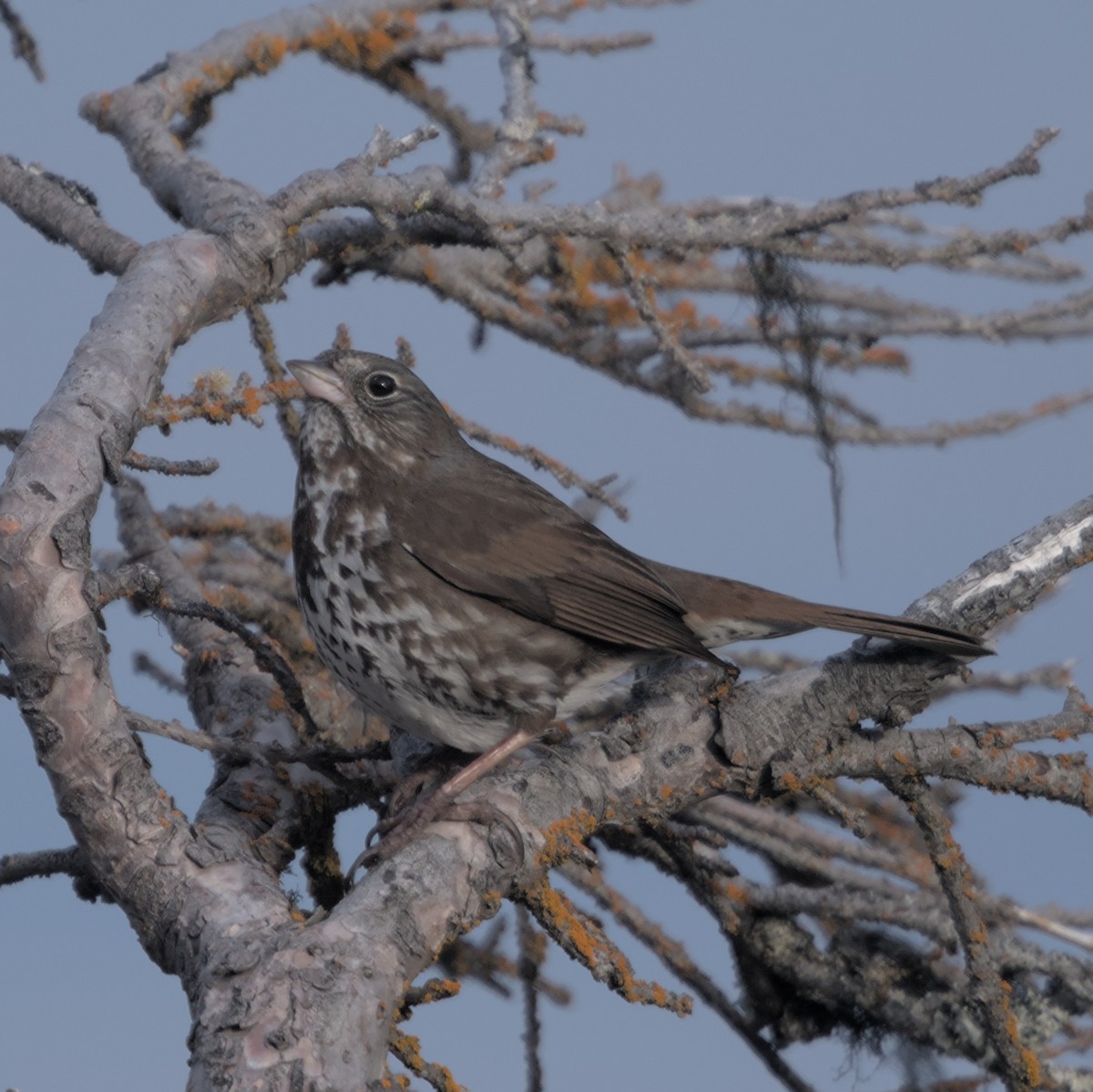 Fox Sparrow (Sooty) - ML619660526