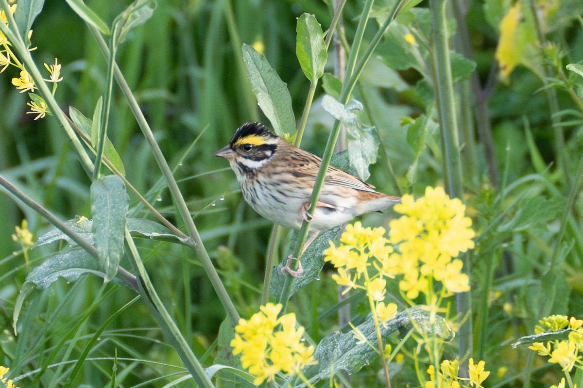 Yellow-browed Bunting - ML619660558