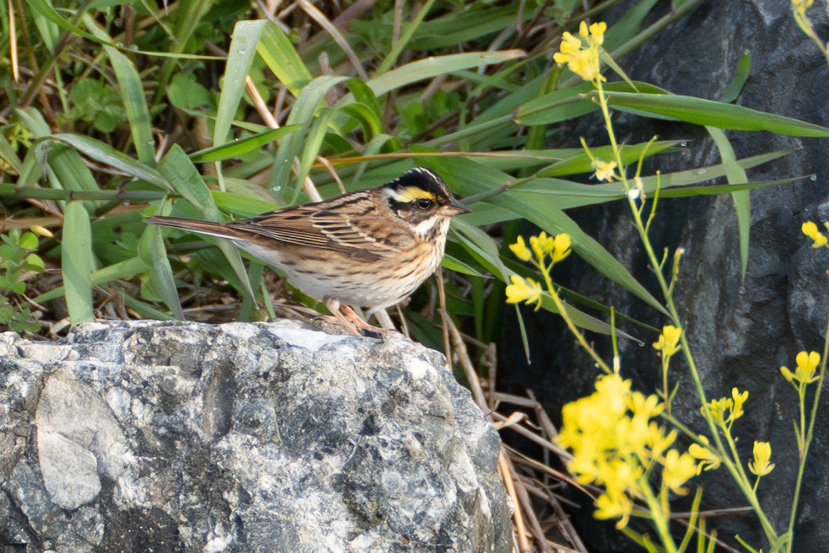 Yellow-browed Bunting - ML619660559