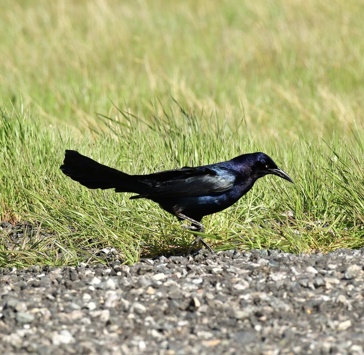 Great-tailed Grackle - ML619660605