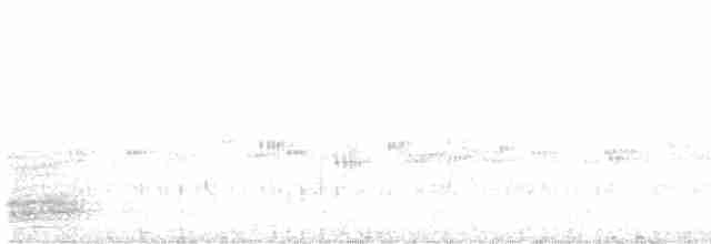 hvitbrystkråke - ML619660691