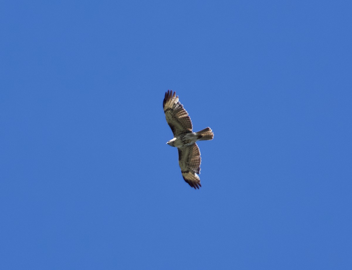 Red-tailed Hawk - ML619660768