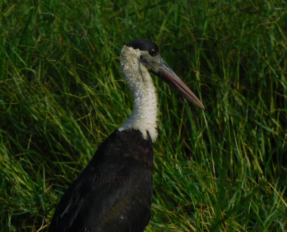 Asian Woolly-necked Stork - ML619660842