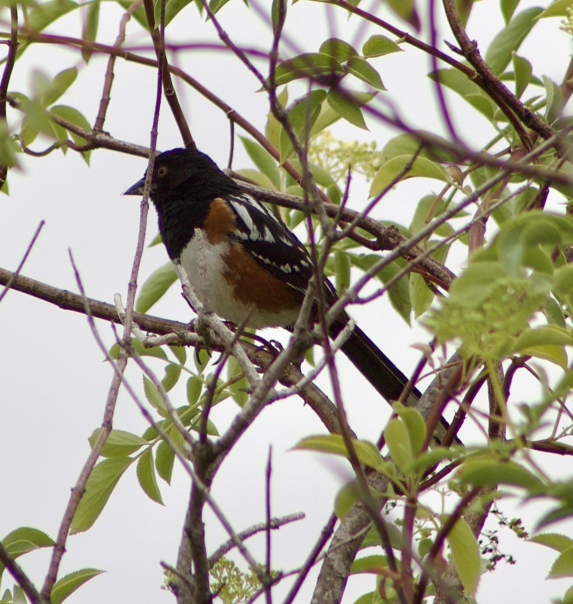 Spotted Towhee - ML619660904