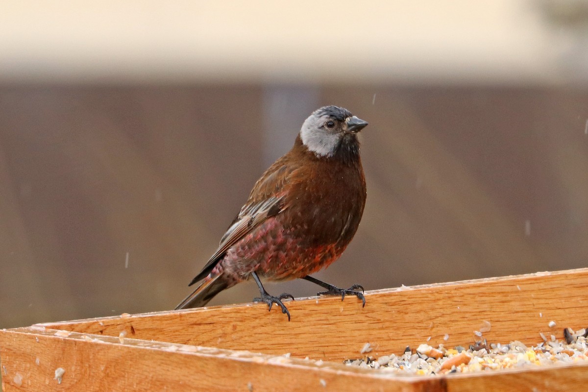 Gray-crowned Rosy-Finch (Aleutian and Kodiak Is.) - ML619660931