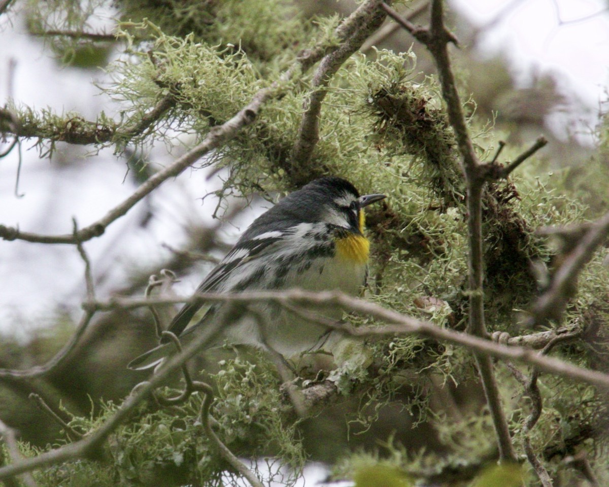 Yellow-throated Warbler - ML619660935